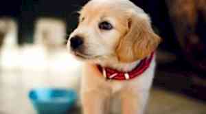 Tire Köpek Pansiyonu