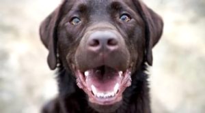 Menemen Köpek Pansiyonu ve Oteli