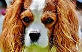 Ödemiş Köpek Pansiyonu ve Oteli