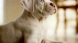 Köpek Eğitimi Selçuk